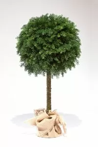 ТУЯ ШАР НА НОГЕ 80 см - Купить в Москве