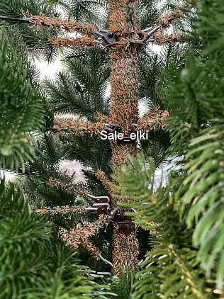 title="КОРОЛЕВА