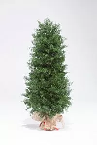 ТУЯ 60 см - Купить в Москве