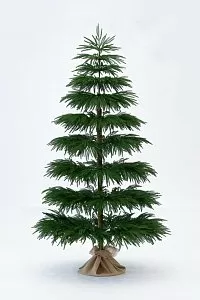 Араукария Чилийская 180 см - Купить в Москве