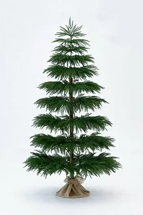 title="Араукария