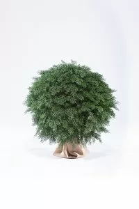 ТУЯ ШАР 40 см - Купить в Москве