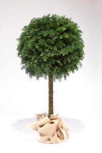 ТУЯ ШАР НА НОГЕ 80 см ТУЯ ШАР НА НОГЕ 80 см - Купить в Москве