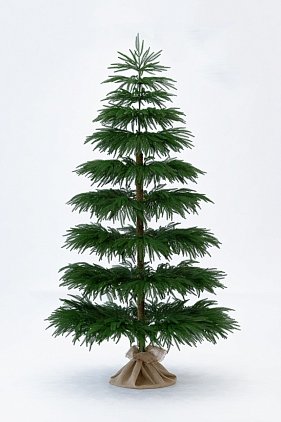 title="Араукария