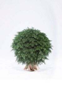 ТУЯ ШАР 40 см ТУЯ ШАР 40 см - Купить в Москве